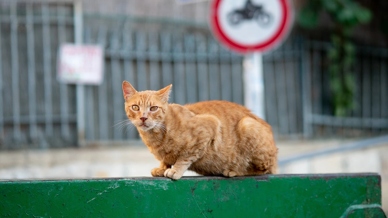 Hayvanları Koruma Kanunu çıkıyor! Hayvanları koruma kanunu hangi cezaları getiriyor?